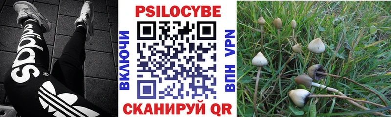 Псилоцибиновые грибы Psilocybe  Заозёрск 